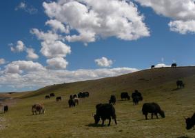 Nagqu Chiangtang Plateau Grassland